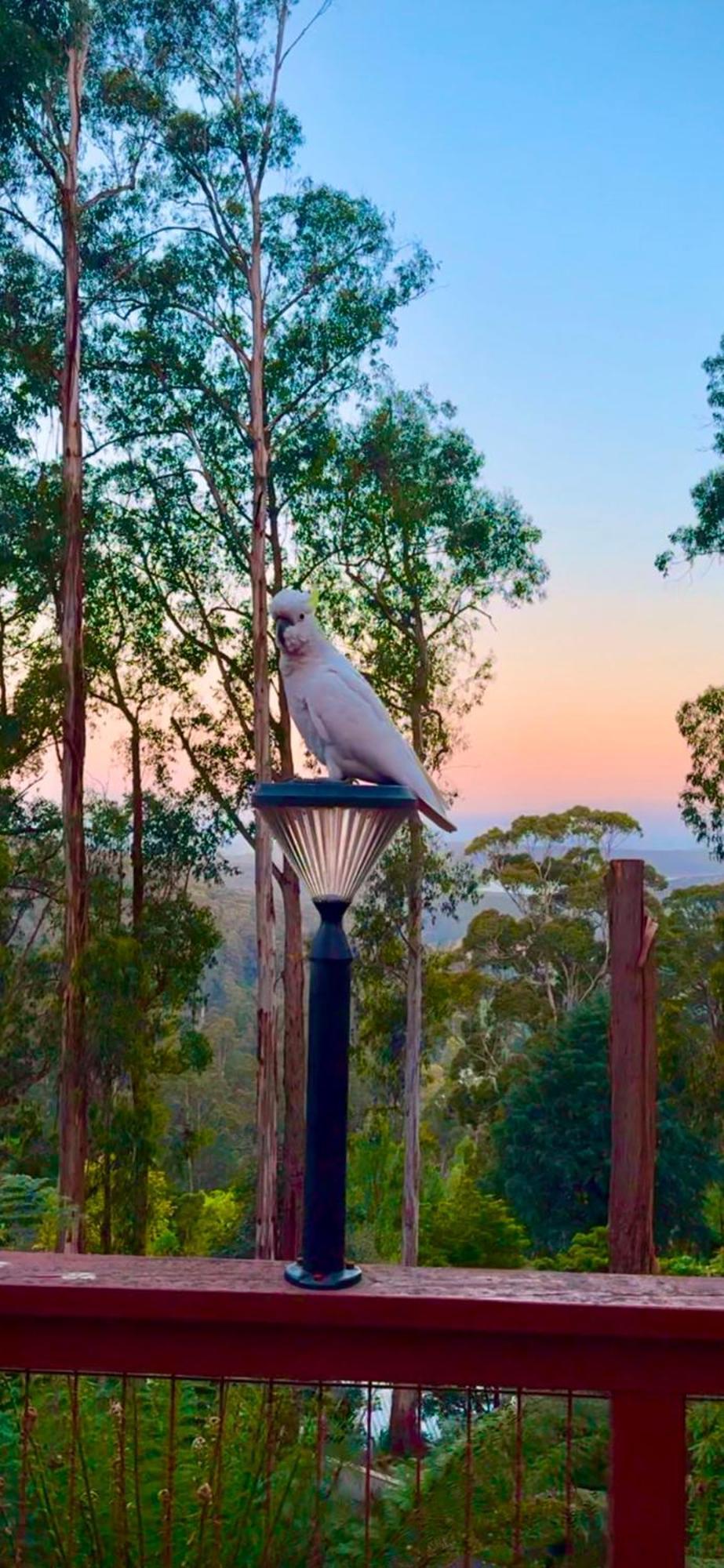Melbourne Topview Villa In Dandenong Ranges Near Skyhigh Kalorama Екстер'єр фото